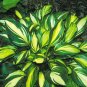 hosta RAINBOW'S END small shiny disease-free 2.5" pot = 1 Live Potted Plant