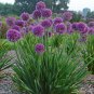 sun allium LAVENDER BUBBLES ornamental onion 2.5" pot = 1 Live Potted Plant