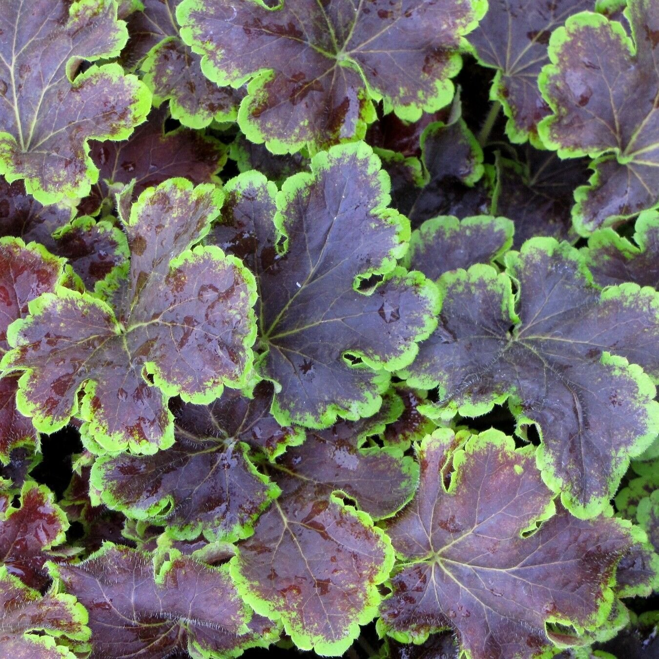 heucherella SOLAR ECLIPSE tiarella coral bells 2.5" pot = 1 Live Potted Plant