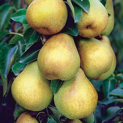 3 BARTLETT PEAR Fruit Tree (FF) Cutting Rooting Grafting Scion Wood SCIONWOOD 10-12.