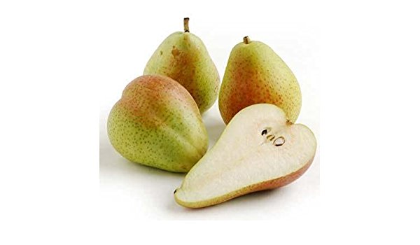 3 FORELLE PEAR Fruit Tree (FF) Cutting Rooting Grafting Scion Wood SCIONWOOD 10-12.