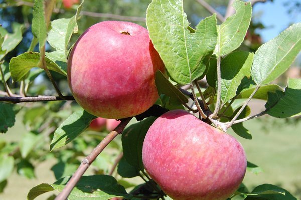 2 CORTLAND APPLE Fruit Tree (FF) Cutting Rooting Grafting Scion Wood SCIONWOOD 10-12.