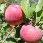 2 CORTLAND APPLE Fruit Tree (FF) Cutting Rooting Grafting Scion Wood SCIONWOOD 10-12.