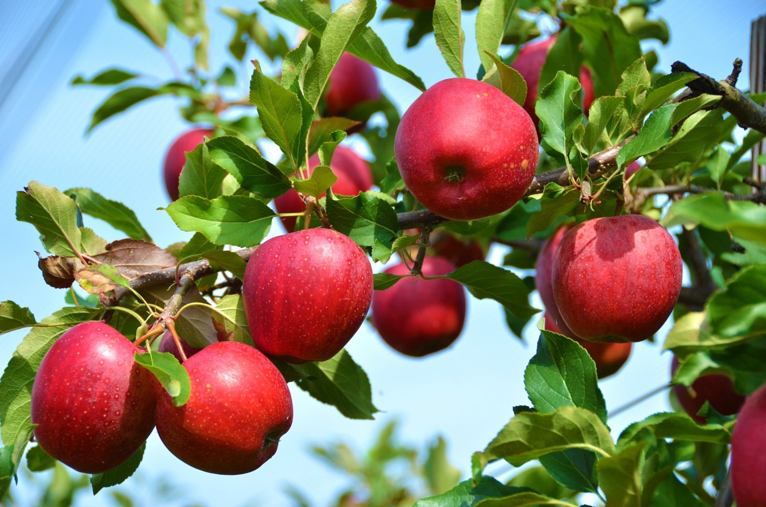 2 WINESAP APPLE Fruit Tree (FF) Cutting Rooting Grafting SCION WOOD SCIONWOOD 10-12.