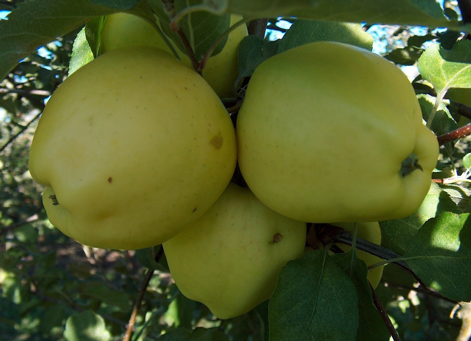 2 GINGER GOLD APPLE Fruit Tree (FF) Cutting Rooting Grafting SCION WOOD 10-12""