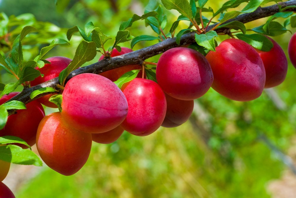 2 BEAUTY PLUM Fruit Tree (FF) Cutting Rooting Grafting Scion Wood SCIONWOOD 10-12.