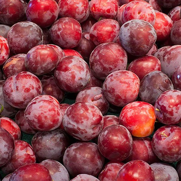 2 SANTA ROSA PLUM Fruit Tree (FF) Cutting Rooting Grafting SCION WOOD 10-12.