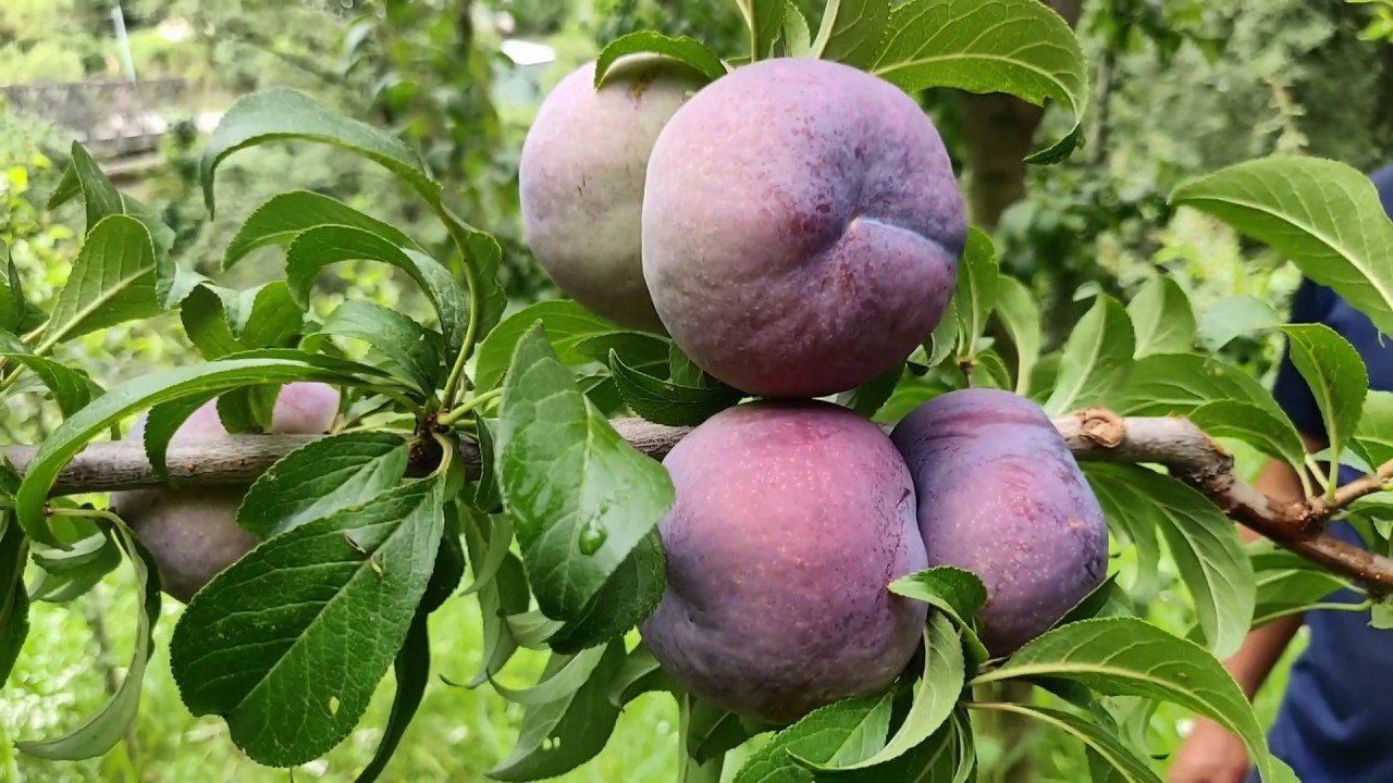 2 FRIAR PLUM Fruit Tree (FF) Cutting Rooting Grafting Scion Wood SCIONWOOD 10-12.