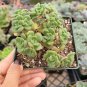 4 Inch Aeonium lindleyi var. viscatum 'Irish Bouquet' Succulent Plant