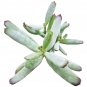 4 Inch Cotyledon orbiculata Succulent Plant