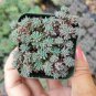 4 Inch Sedum hispanicum 'Blue Carpet' Succulent Plant