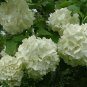 Old Fashion Snowball Viburnum 4"" Pot (Viburnum opulus roseum) - Plants and Seedlings
