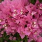 Well Rooted **VERA PINK* Bougainvillea starter/plug plant*