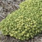 Sedum Boogie Woogie Perennial Plants - Ground Cover Ship Spring 2022