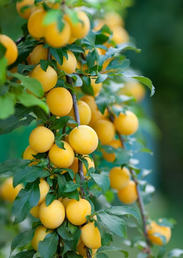 2 GOLD PLUM Fruit Tree GOLDEN (FF) Cutting Rooting Grafting SCION WOOD 10-12.