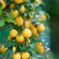 2 GOLD PLUM Fruit Tree GOLDEN (FF) Cutting Rooting Grafting SCION WOOD 10-12.
