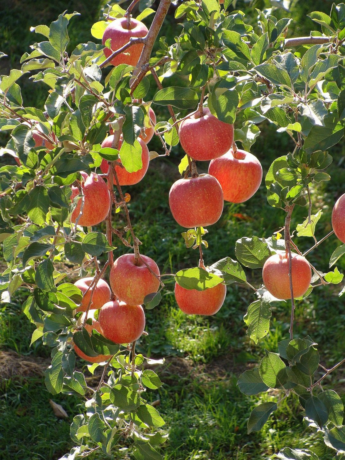 2 FUJI APPLE Fruit Tree (FF) Cutting Rooting Grafting Scion Wood SCIONWOOD 10-12.