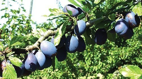 2 STANLEY PLUM Fruit Tree (FF) Cutting Rooting Grafting SCION WOOD SCIONWOOD 10-12.