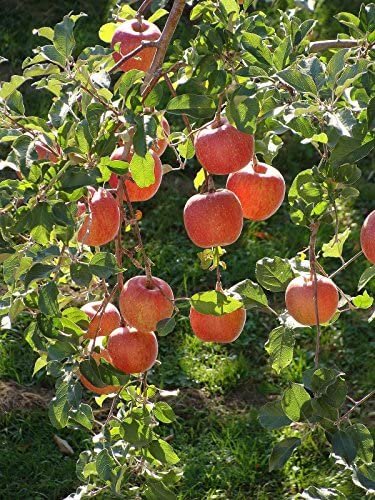2 EMPIRE APPLE Fruit Tree (FF) Cutting Rooting Grafting Scion Wood SCIONWOOD 10-12.