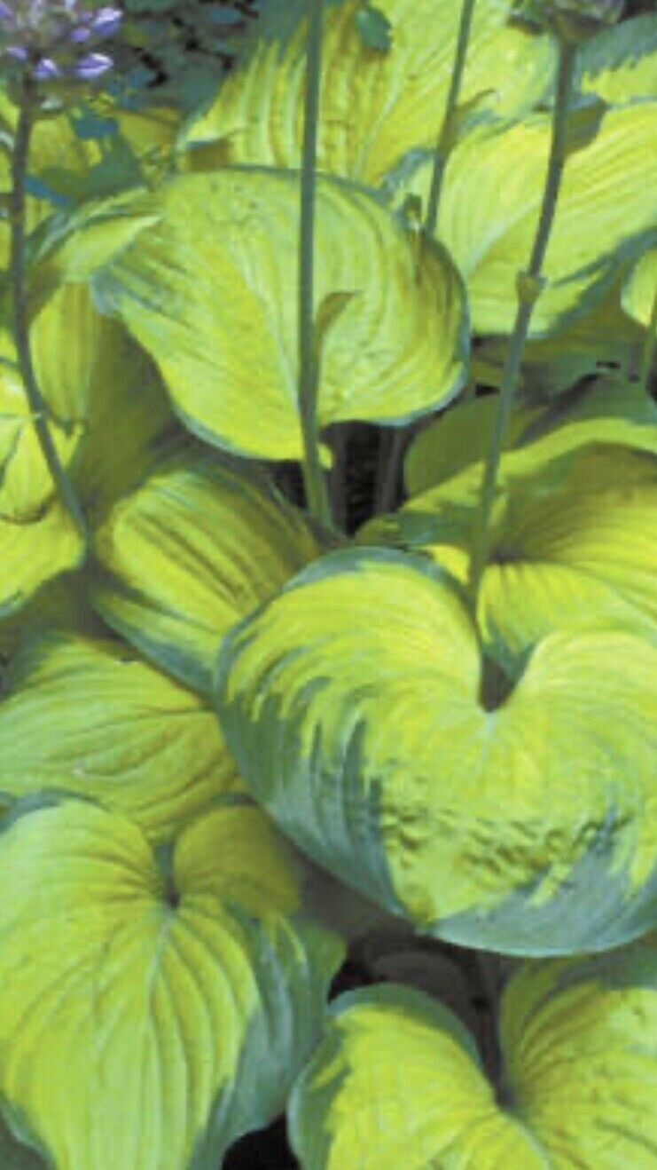 HOSTA Old Glory Starter PLANT