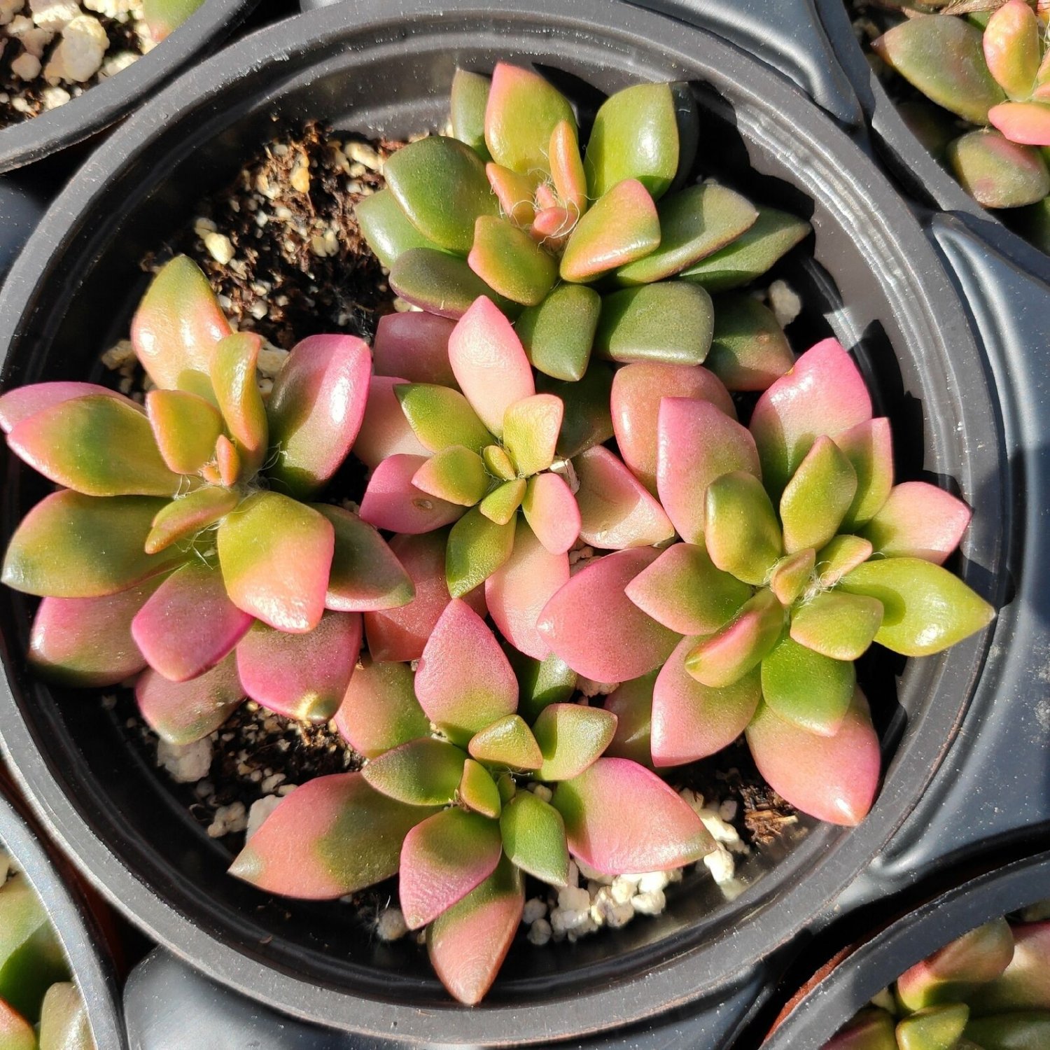 2 Inch Anacampseros telephiastrum variegata 'Sunrise' Succulent Plant