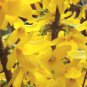 Forsythia Lynwood Gold-""Golden Bells"" (Forsythia xintermedia 'Lynwood') 4"" Pot - Plants and Seedl