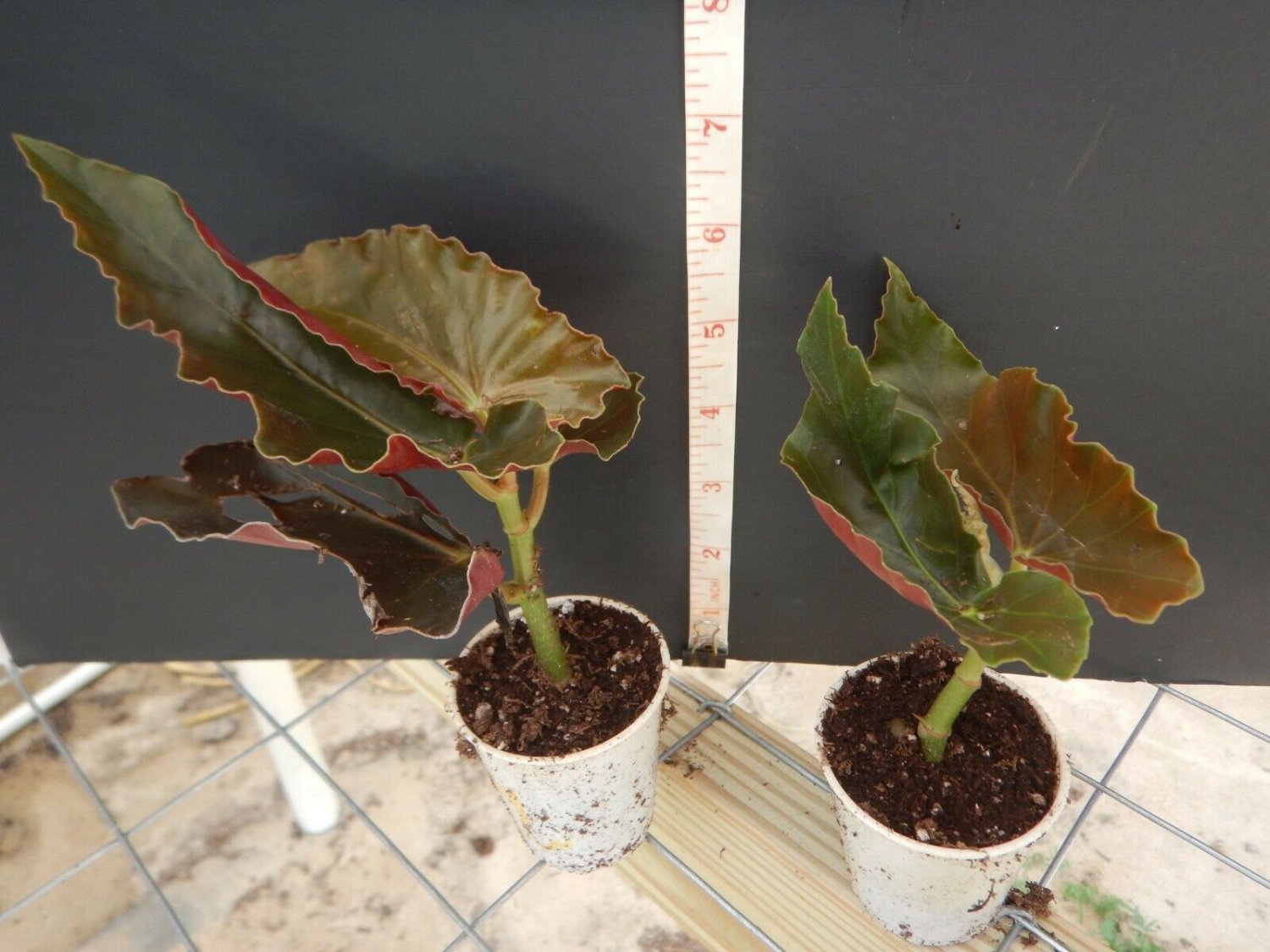 Angelwing Begonia "Torch Red" Well Rooted Starter Plant*SHIPS WITHOUT POT