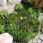 Appletini New Sempervivum - Hen And Chick Plant