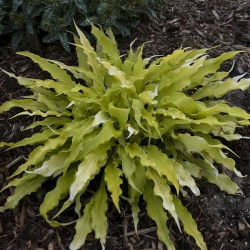 HOSTA Wiggles And Squiggles Starter