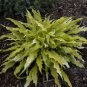 HOSTA Wiggles And Squiggles Starter