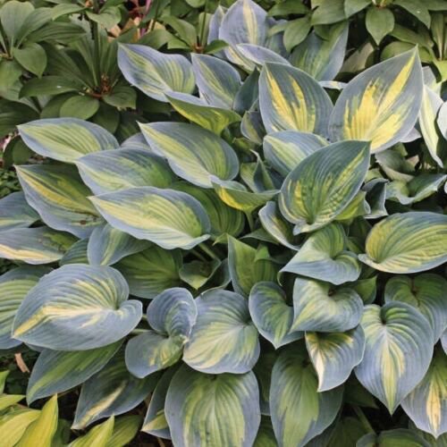 HOSTA June Starter PLANt