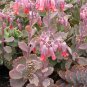 4 Inch Kalanchoe fedtschenkoi 'Majestic Scallops' Succulent Plant
