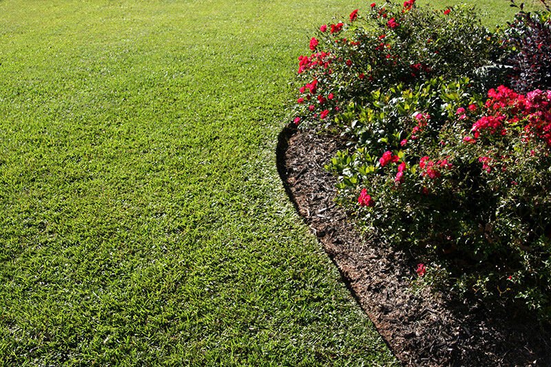 10 Lb Tifblair Centipede Grass Seed (Certified)