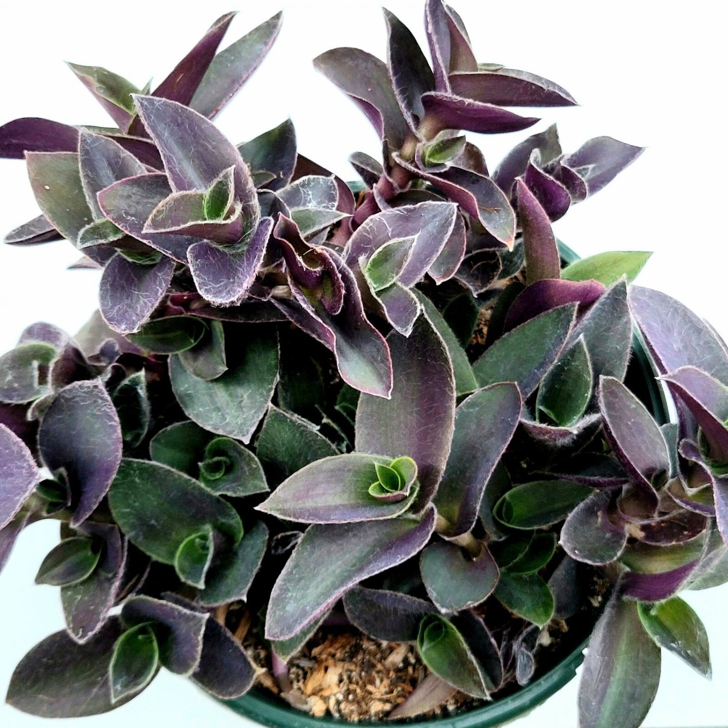 4 Tradescantia pallida 'Purple Heart' Wandering Dude Houseplant