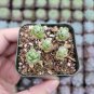 2 Inch Sedum oaxacanum Succulent Plant