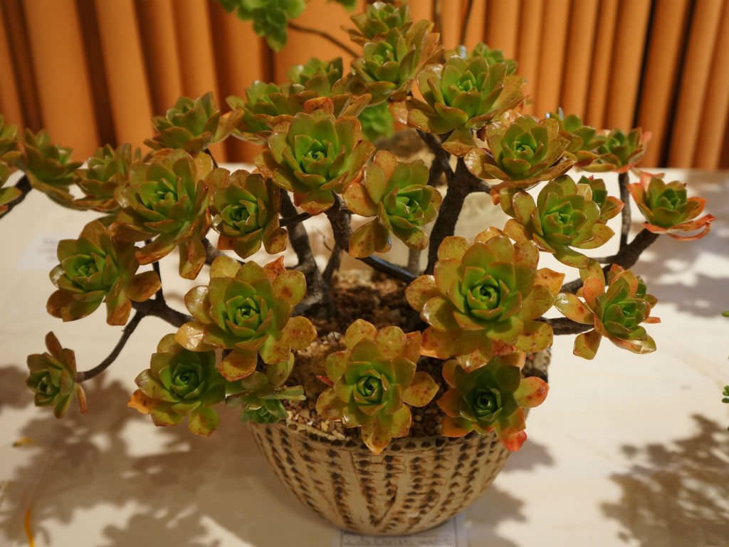 2 Inch Aeonium Bronze Medal Succulent Plant