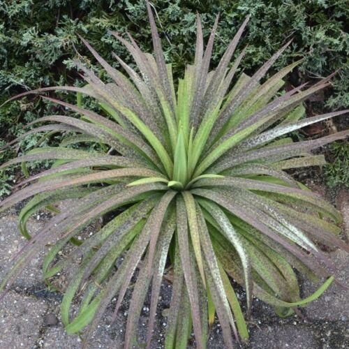 ManGAVE Starter PLANT Agave Bad Hair Day Zone 7To 9