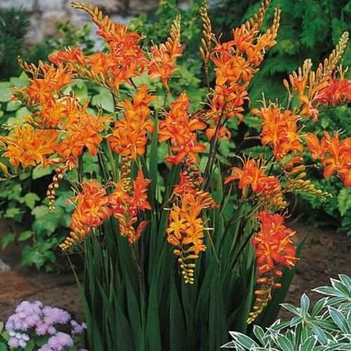 Orange Crocosmia Iris Plant One Plant