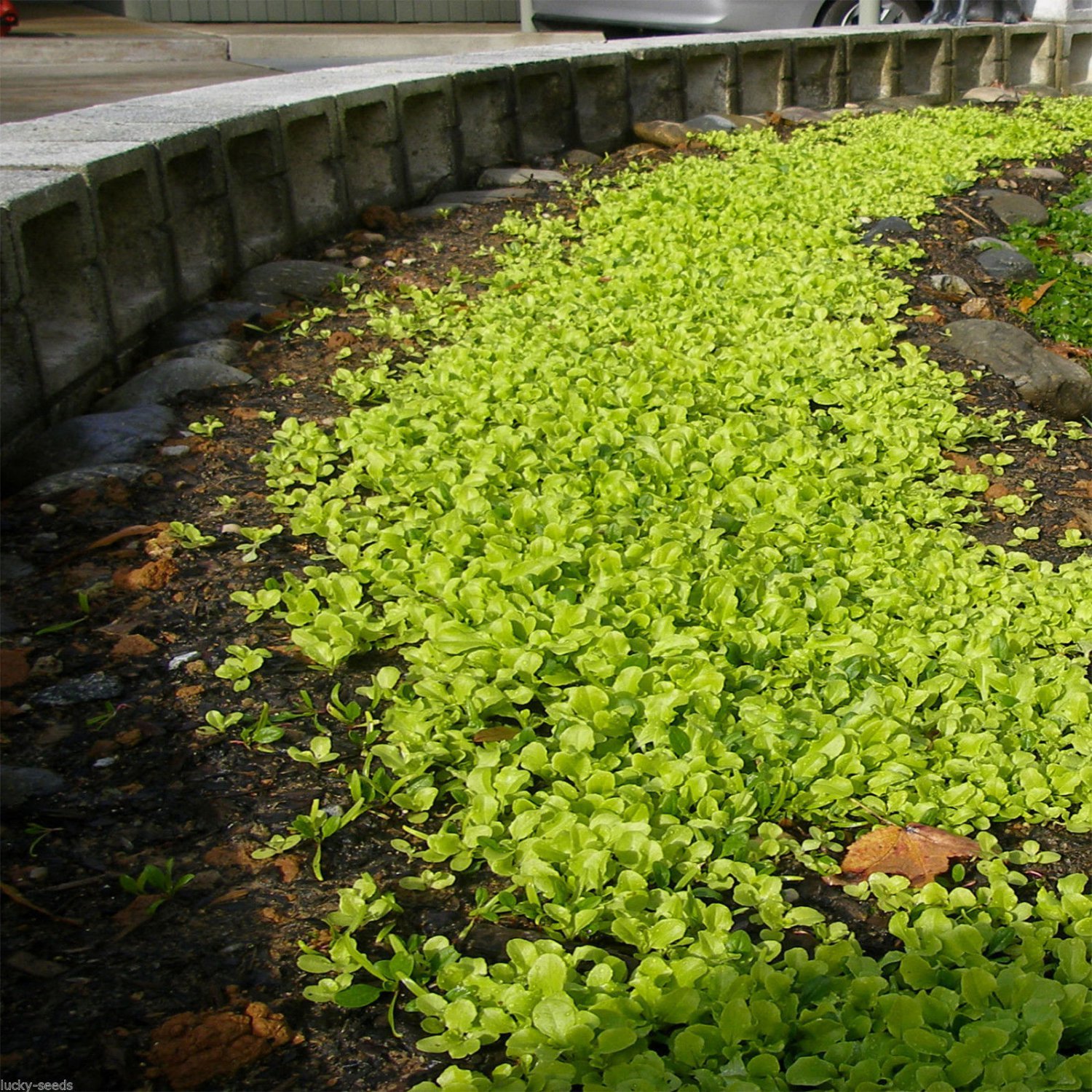 SeedRanch Dichondra Repens Seed - 50 Lbs.