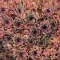 Red Beauty Sempervivum - Hen And Chick Hardy Plant succulent- Ship Now