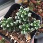 4 Inch Sedum furfuraceum Succulent Plant
