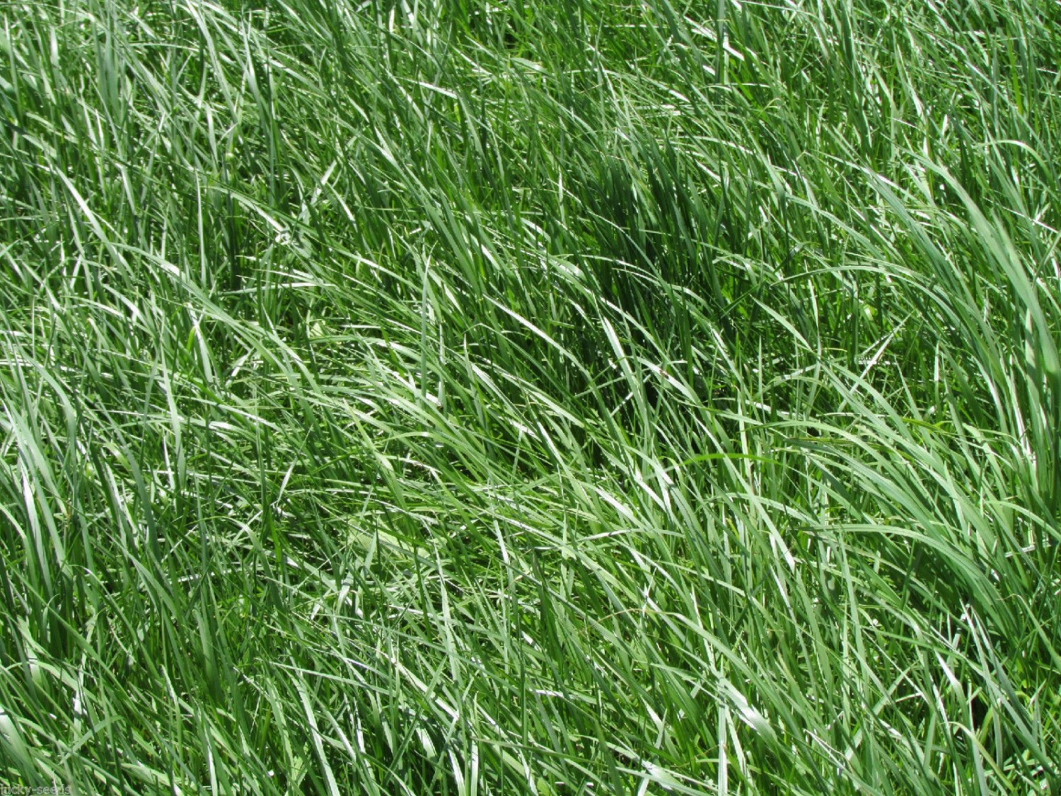 Kentucky 31 Tall Fescue Grass Seed "Raw" 50 Lbs.