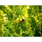 1 Lb. Yellow Sweet Clover Blossom Seed