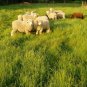 50 Lbs. Shiloh II Orchard Grass Seed