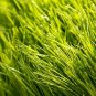5 Lbs. Linn (NUI) Perennial Ryegrass