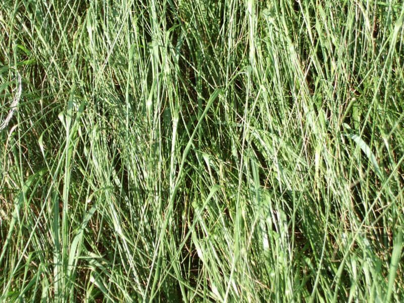 Tiffany Teff Grass Seed 50 Lbs.