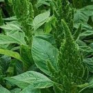 AMARANTHUS GREEN THUMB Amaranthus Hypochondriacus - 100 Seeds