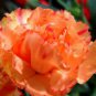 CARNATION CHABAUD ORANGE Dianthus Caryophyllus - 20 Seeds