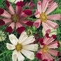 COSMOS SEA SHELLS Cosmos Bipinnatus - 250 Seeds