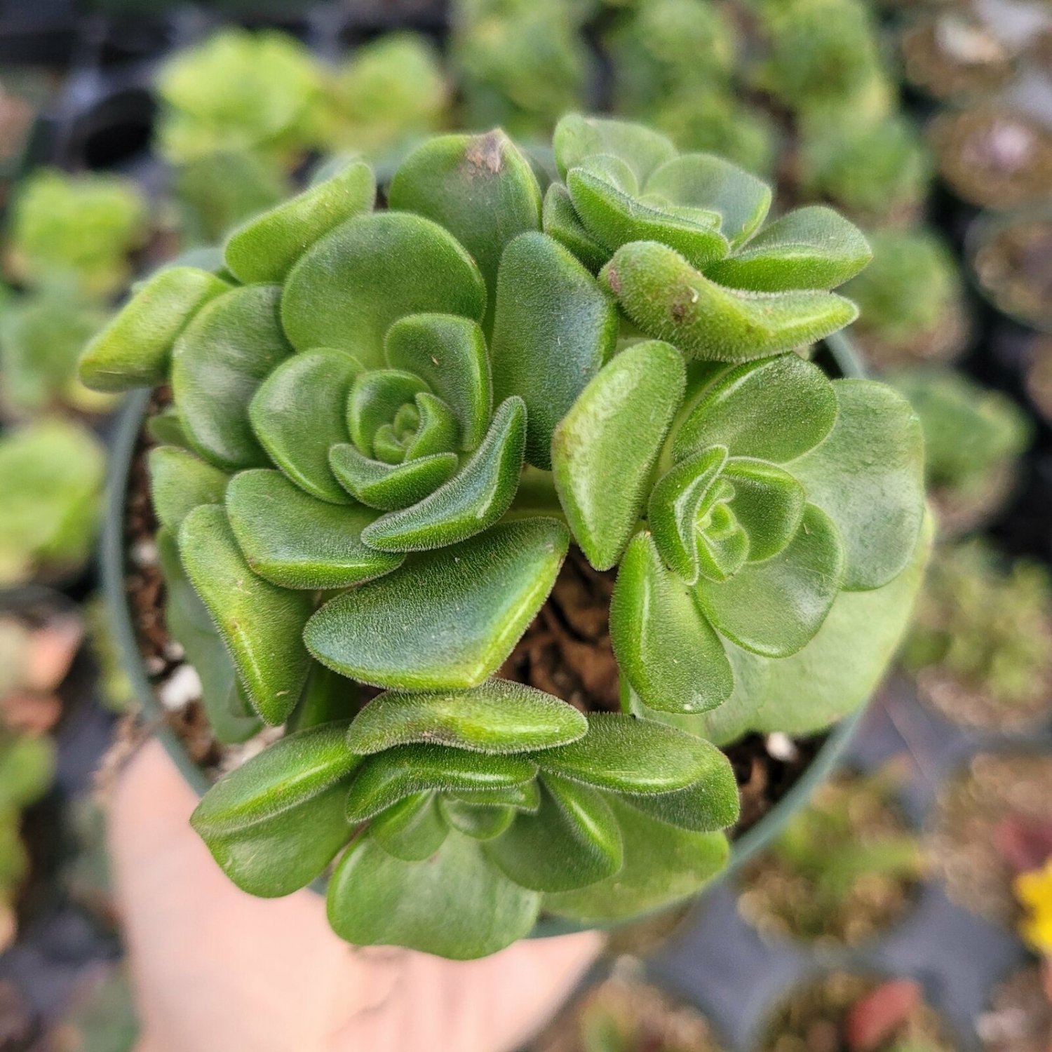 2 Inch Aeonium 'Lily Pad' Rosette Succulent Plant